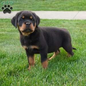 Axel, Rottweiler Puppy